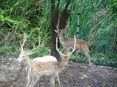 Gir National Park, Gujarat